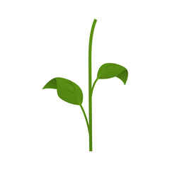 Obraz premium Young plant sprout with two green leaves and stem.