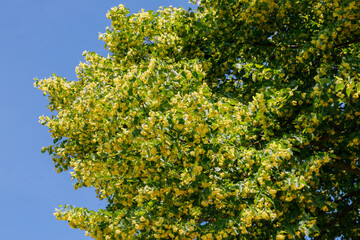 Fototapeta premium Bright yellow flowers bloom on a tree in a clear blue sky during springtime in a sunny park