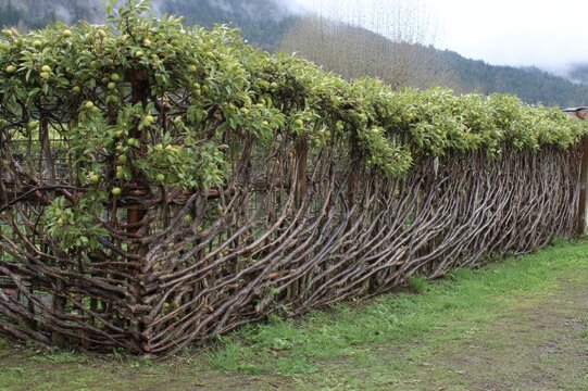 Living fence espaliered fruit trees pruned into defensive brambles hedging Earth Day market garden, espaliers heavy with quinces, dual-purpose perimeter