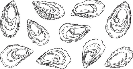 Collection of various hand-drawn oysters on a checkered transparent background for seafood menus. Vector illustration © MstSahida