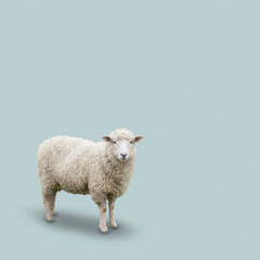 Fototapeta premium One Fluffy White Sheep Standing Calmly on a Light Blue Gradient Background