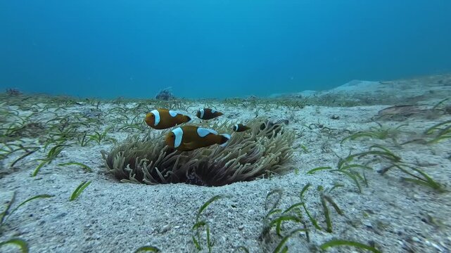 Clownfish in sea anemone on sandy seabed. Underwater footage of symbiotic reef fish in clear tropical ocean with seagrass and calm blue water.
