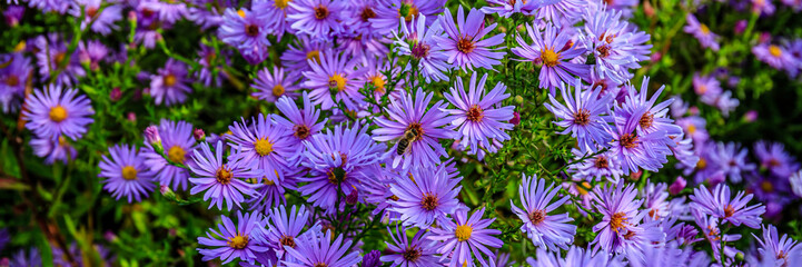 Obraz premium Bright purple flowers bloom in a garden during the late summer afternoon in a natural setting with green foliage