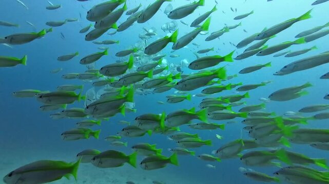 Schooling tropical reef fish swirling in open water. Underwater footage of mixed species including yellowtail fish and batfish forming dynamic patterns over sandy seabed in clear blue ocean.