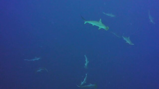 School of scalloped hammerhead sharks swimming in deep blue ocean