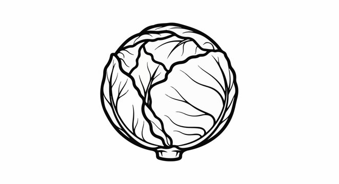 A black and white illustration of a round cabbage with distinct leaf lines