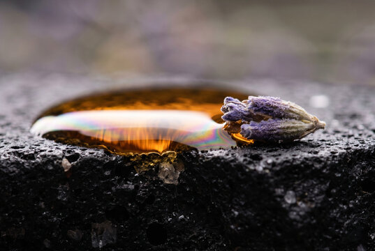 An oil droplet meeting a lavender bud on a porous volcanic stone. A high-precision macro capture of surface tension and refined botanical essence.
