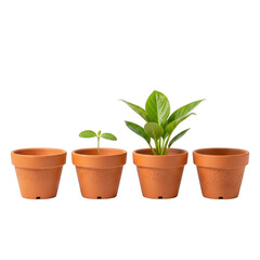 Obraz premium Four small potted succulent plants lined up on a flat surface