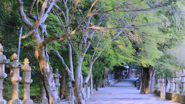 Shrine Pathway in Gentle Light &ndash; 6‑Second Loop (Silent)  