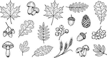 Autumnal Botanicals Hand Drawn Vector Elements with Leaves Acorns Pinecones and Mushrooms © Ishtiaq
