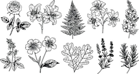 Botanical line art collection with rose lily fern oak lavender rosemary and blossoms for organic design elements © Ishtiaq