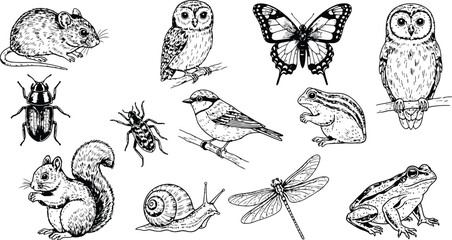 Collection of Hand Drawn Woodland Creatures and Insects in Detailed Sketch Style © Ishtiaq