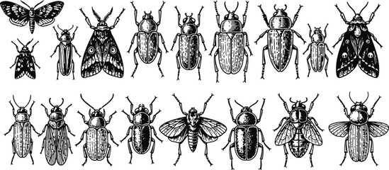 Collection of scientific insect illustrations with detailed etching style on white background © Ishtiaq
