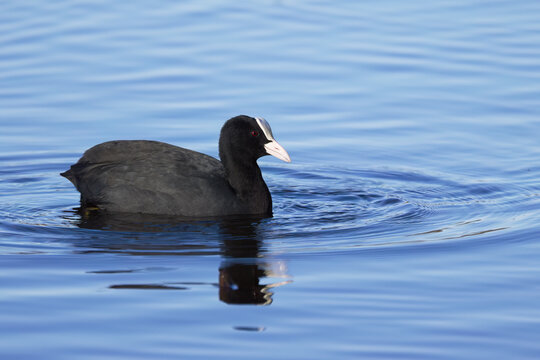 A coot swims in the shimmering blue lake, a pretty coot is reflected in the lake, black plumage and white beak, blue hour, gentle waves on the pond, a red-eyed coot reflects itself, Fulica atra