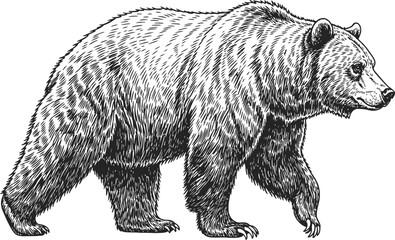 Grizzly bear rearing up in a detailed engraving style with stark contrast for editorial use © Ishtiaq