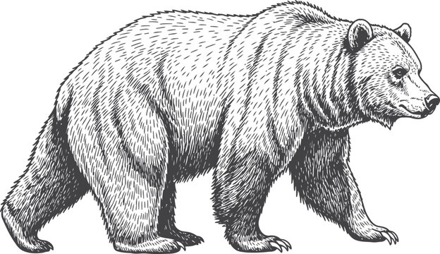 Grizzly bear walking in profile with detailed hatching lines in an engraving style