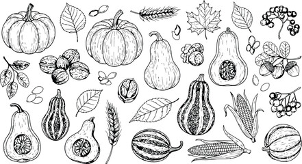 Hand drawn autumn harvest collection with pumpkins squash walnuts and berries on white background © Ishtiaq