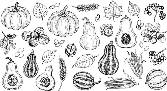 Hand drawn autumn harvest collection with pumpkins squash walnuts and berries on white background