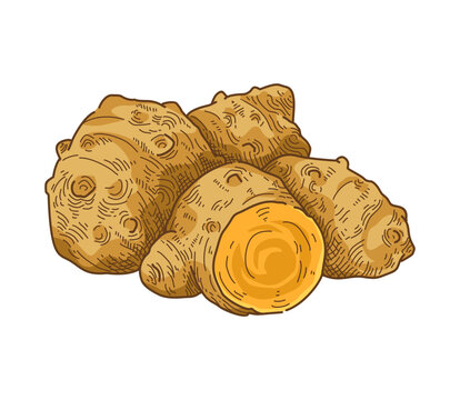 Hand drawn java turmeric, isolated vintage botanical illustration