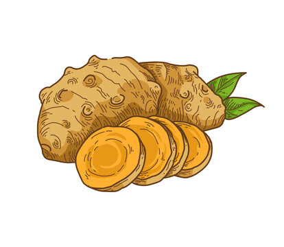 Hand drawn java turmeric with leaves, isolated vintage botanical illustration