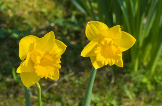Narzissen Osterglocken Makro