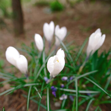 White crocus flowers in cluster growing from dark garden soil with shallow depth of field, delicate nature of early spring botanical life and growth