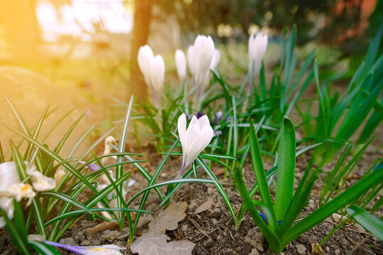 White crocus flowers blooming in spring garden bed with warm golden lens flare and soft sunlight, delicate petals and green striped leaves in the morning. Fresh white crocuses, crocus plants in garden