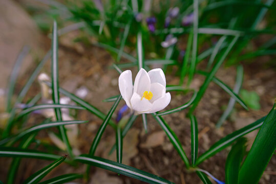 White crocus. Beautiful white crocus flower with bright yellow stamen blooming in the center of dark green striped leaves in garden bed during early spring season under natural light. Selective focus