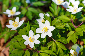 Obraz premium White flowers bloom in a garden during spring under bright sunlight near a forest