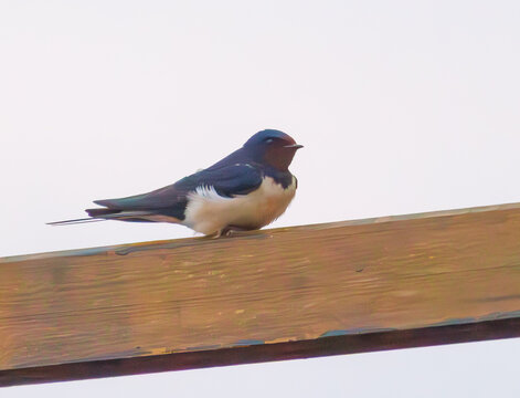 Hirondelle rustique perch&eacute;e avec sa gorge rouge