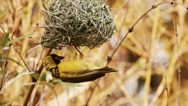 Southern Masked Weaver Building Nest in Zambia