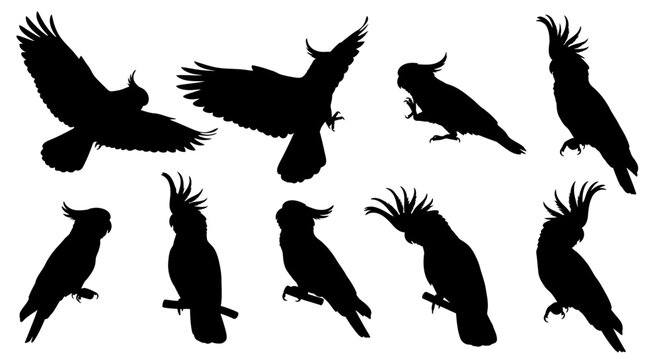 Eight black cockatoo silhouettes flying and perched on branches in natural environment outdoors