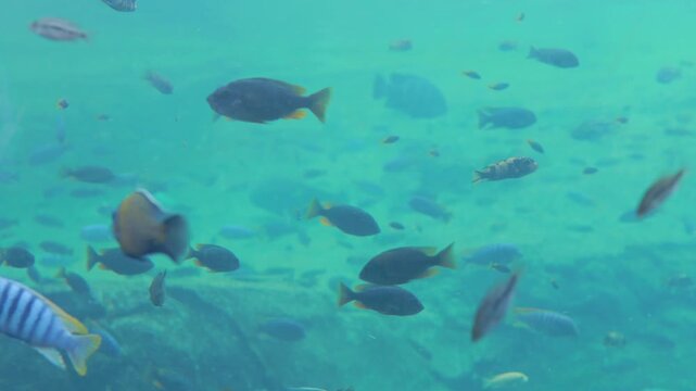 A group of freshwater fish swimming in murky blue-green water with suspended particles, creating a natural and atmospheric underwater scene. Multiple fish move in different directions, forming a dynam