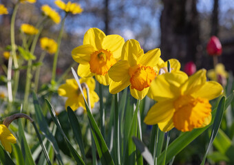 Fototapeta premium Bright yellow daffodils bloom in a vibrant spring garden under the warm sun