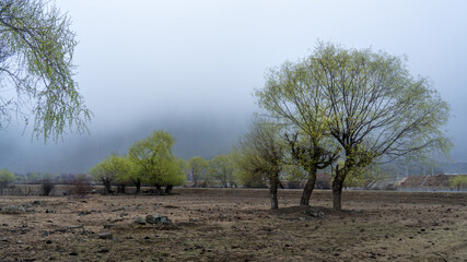 willow in fog © Hongzhong