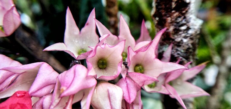 A close-up shot of delicate light pink flowers, likely Bleeding Heart Vine (Clerodendrum thomsoniae), with small green centers and tiny ants crawling on them