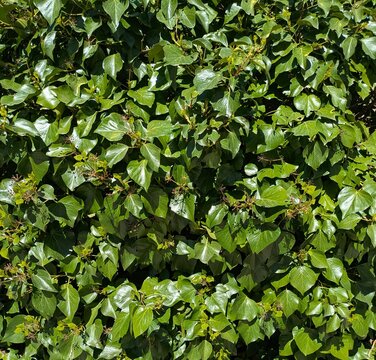 Fondo con textura con vista de cerca de hojas, brotes y ramas de hiedra (Hedera helix), en muro de jard&iacute;n de parque p&uacute;blico