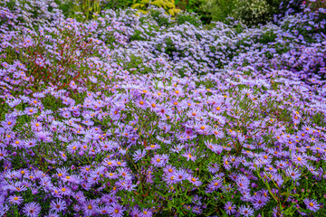Obraz premium Colorful flowers fill a garden in spring with vibrant hues and lush greenery during the daytime