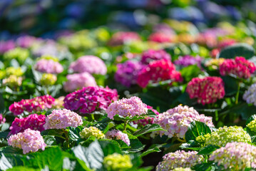 Obraz premium Colorful hydrangea macrophylla flowers in pink and purple. vibrant floral garden with soft bokeh background under natural sunlight.