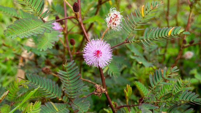 Macro Close-Up of a Pink Mimosa Pudica Flower and Green Leaves