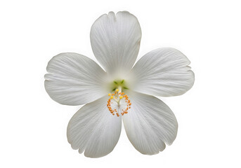 Fototapeta premium Delicate white flower with a vibrant yellow center isolated on transparent background