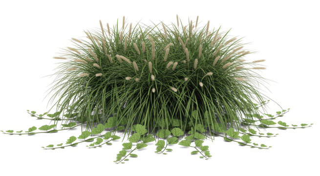 Potted grass plant with flowering spikes and trailing ivy leaves on a white background