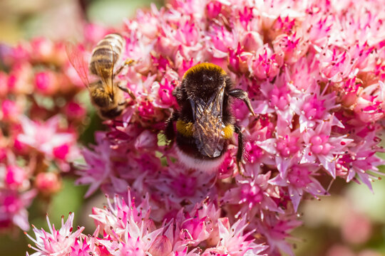 Bees gathering nectar from pink flowers in a garden during daytime in spring season