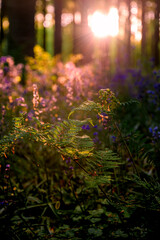 Obraz premium Sunlit bokeh over bluebell close foreground. Warm circular
