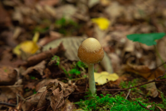 a single small wild brown psathyrella mushroom growing on the forest floor among dry autumn leaves and bright green moss