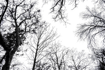 Obraz premium Bare Tree Branches Overlay PNG Transparent Background Black Silhouette Winter Forest Canopy for Nature Compositing