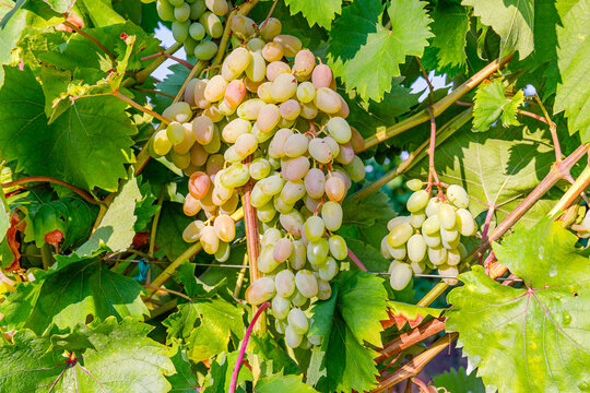 Grapes grow on vines in a vineyard during daylight in a sunny and warm setting