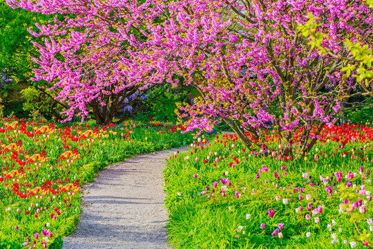 Bright flowers line a winding path in a garden during springtime with trees covered in pink blooms