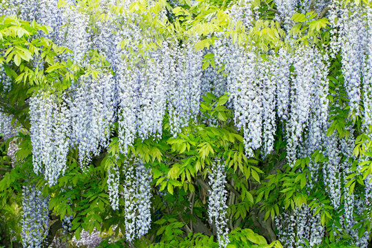 Wisteria plants with hanging flowers and green leaves in a garden during spring season