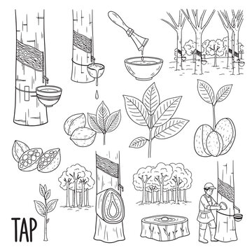 Collection of rubber tree tapping process and raw materials in outline style.